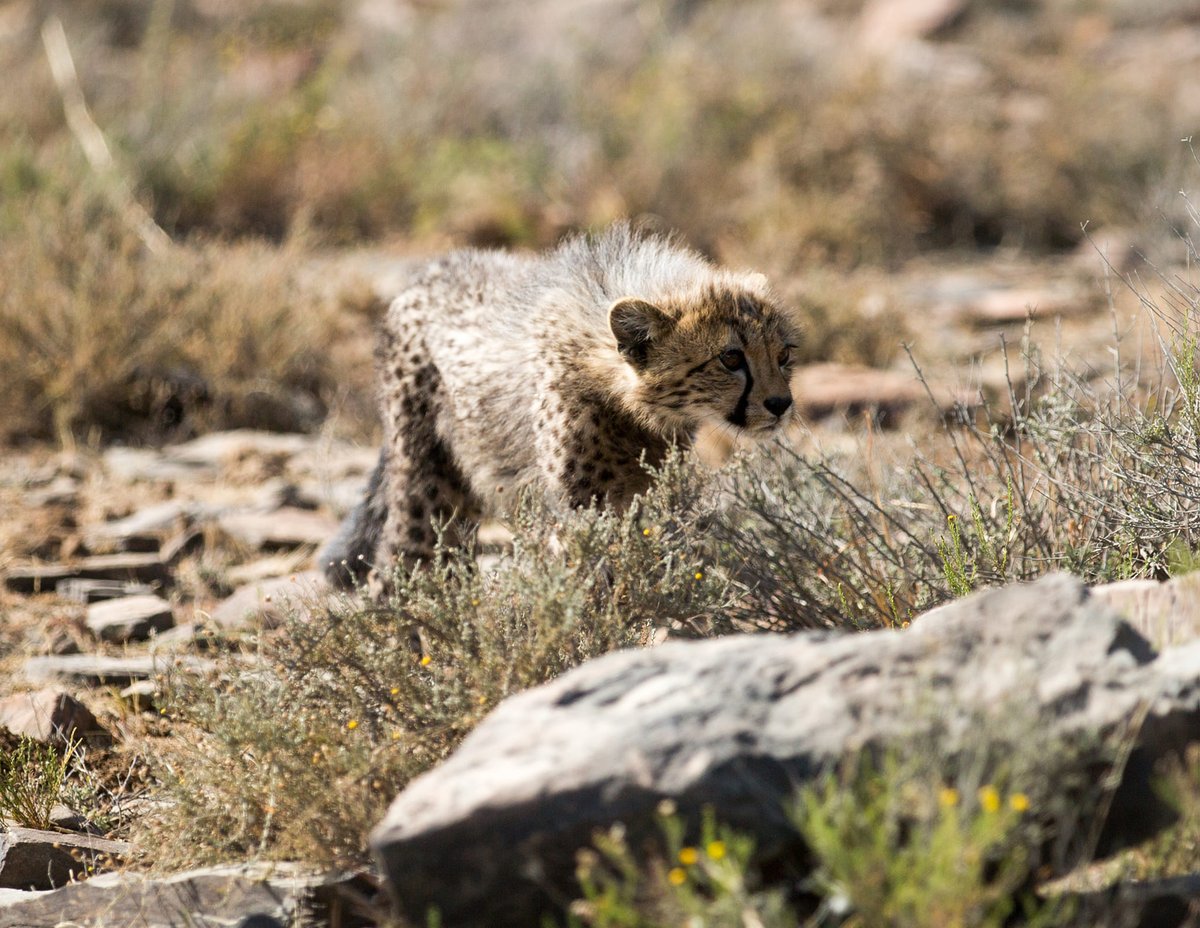 SANParksMZNP's tweet photo. Cheetah cubs in #MountainZebraNationalPark 😍🥰📷Kobus van Aarde #CheetahTracking #LiveYourWild @SANParks https://t.co/SPsPg9NnY4