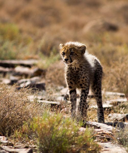 SANParksMZNP's tweet photo. Cheetah cubs in #MountainZebraNationalPark 😍🥰📷Kobus van Aarde #CheetahTracking #LiveYourWild @SANParks https://t.co/SPsPg9NnY4