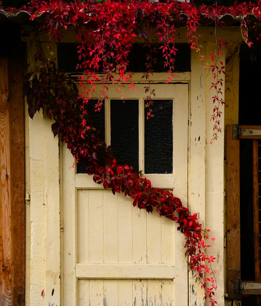 dlrchantal's tweet photo. Hello, plants can sometimes beautify the exterior of our homes? At home: with the Virginia creeper with its beautiful red color:)'
#NatureBeauty #naturephoto #redvine #urbanart #urbanfantasy #beauty #NaturalHabitat #decoration #delari #door https://t.co/LhVoysn7YW