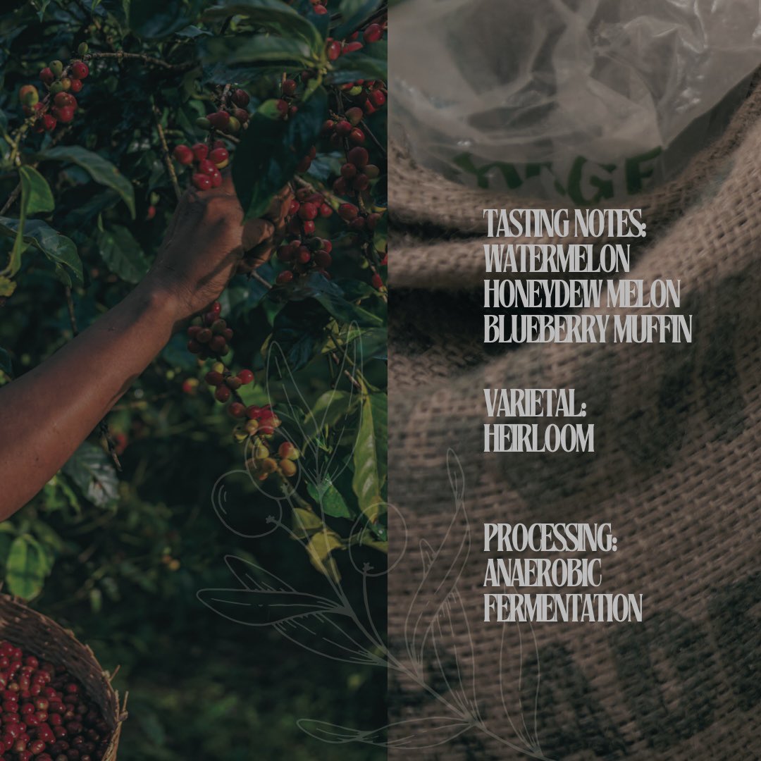 BelfastCoffeeRoasters tweet media