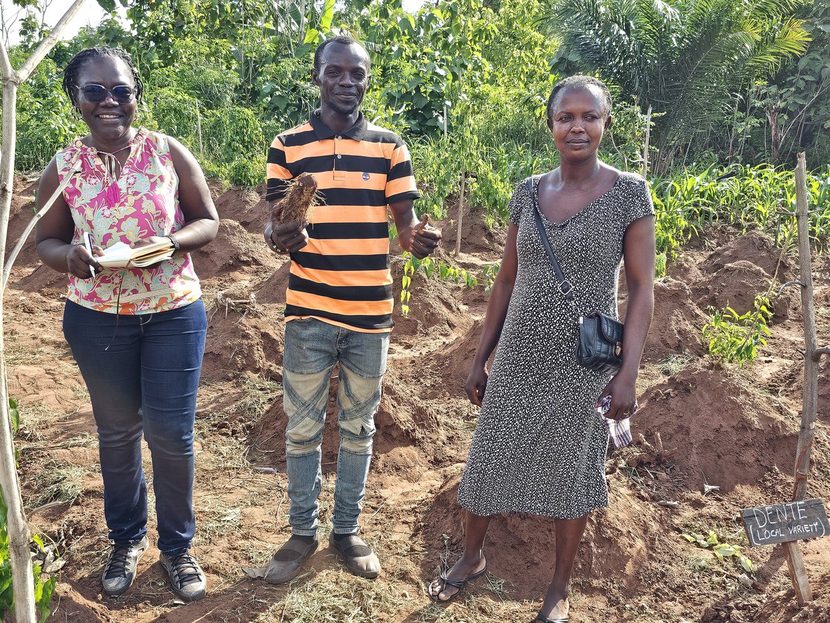 #PROSSIVA building a community of entrepreneurs for quality #yam seed production in #Ghana.  
Francis and Gift are convinced  and ask for more seeds after seeing the output of high quality 'finger size' minitubers just after 3 months of planting in Nkuranza South.