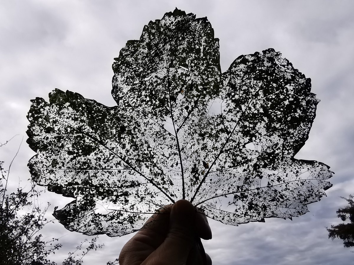 pondsntrees's tweet photo. Years of sweeping, clearing, tidying, burning leaves (not to mention leaf blowers 🤮) has been a disaster for our biodiversity. 
Just leave the leaves and nature will do the job in a much more natural and beautiful way 💚 https://t.co/llwNuO0dad