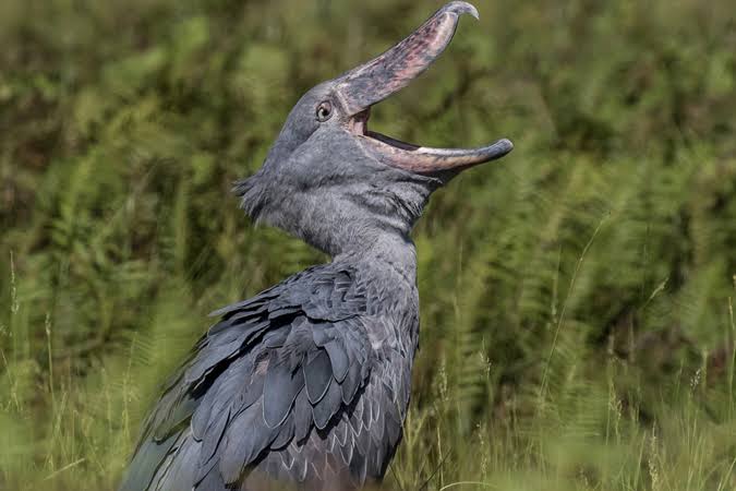 gorillatoursug's tweet photo. The shoebill, the most sought-after bird by Ugandan birdwatchers, is a major attraction at Mabamba wetland.

#ThePearlOfAfrica #birdwatching #shoebillstork #mabamba #travelphotography https://t.co/RmKuFbBzmO