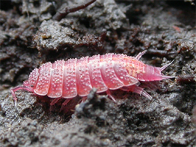 ZombieB0nes's tweet photo. @rileypneville so my fav, the scarlett isopod for sure, im also an ember bee isopod fan, gotta drop the spiky boy, and lastly a pink one.
also not a normal isopod but i would love to see a skeleton one XD
its halloween time ya gotta ask for the spooky scary skeletonpod https://t.co/2iHKxwOmAE