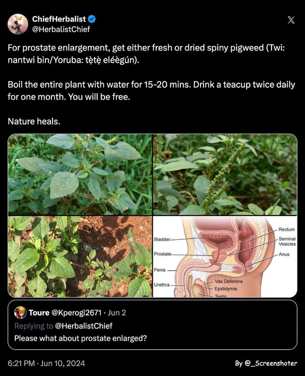 ChiefHerbalist tweet media