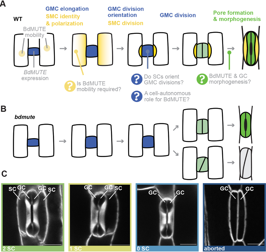 Development (@dev_journal) on Twitter photo Dual role of BdMUTE during stomatal development in the model grass Brachypodium distachyon
Read this #OpenAccess #DevSIDiversity Research Article by <a href="/roxy_spi/">Roxane Spiegelhalder @roxyspi.bsky.social</a>, @lbmountain, <a href="/MichaelRaissig/">Michael Raissig @michaelraissig.bsky.social</a> and colleagues <a href="/unibern/">Universität Bern</a> @OeschgerCentre:
journals.biologists.com/dev/article/15… Dual role of BdMUTE during stomatal development in the model grass Brachypodium distachyon
Read this #OpenAccess #DevSIDiversity Research Article by <a href="/roxy_spi/">Roxane Spiegelhalder @roxyspi.bsky.social</a>, @lbmountain, <a href="/MichaelRaissig/">Michael Raissig @michaelraissig.bsky.social</a> and colleagues <a href="/unibern/">Universität Bern</a> @OeschgerCentre:
journals.biologists.com/dev/article/15…
