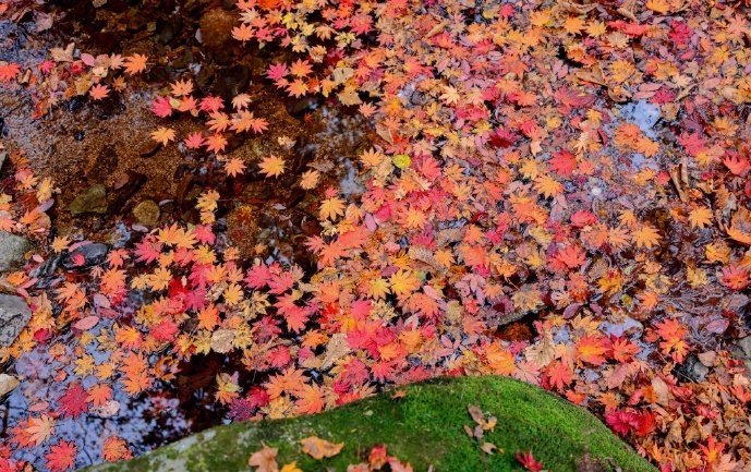 China_Fact's tweet image. Autumn is the best time for #leafpeeping as nature paints the world in stunning hues. Get outside and let the hues inspire your next adventures! #ChinaAlbum #TravelInChina