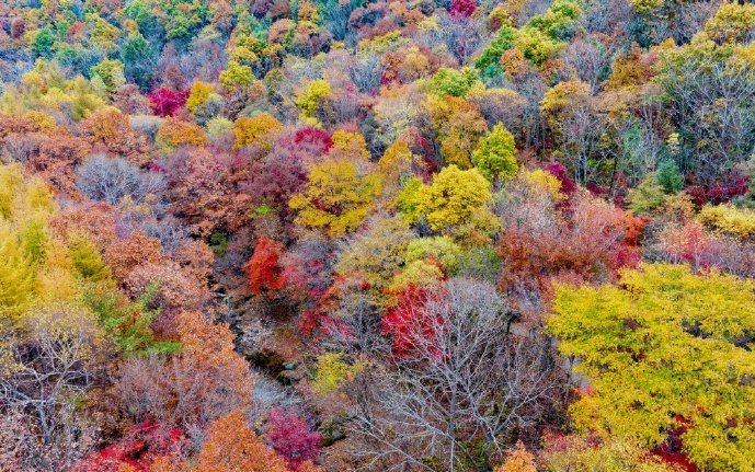 China_Fact's tweet image. Autumn is the best time for #leafpeeping as nature paints the world in stunning hues. Get outside and let the hues inspire your next adventures! #ChinaAlbum #TravelInChina