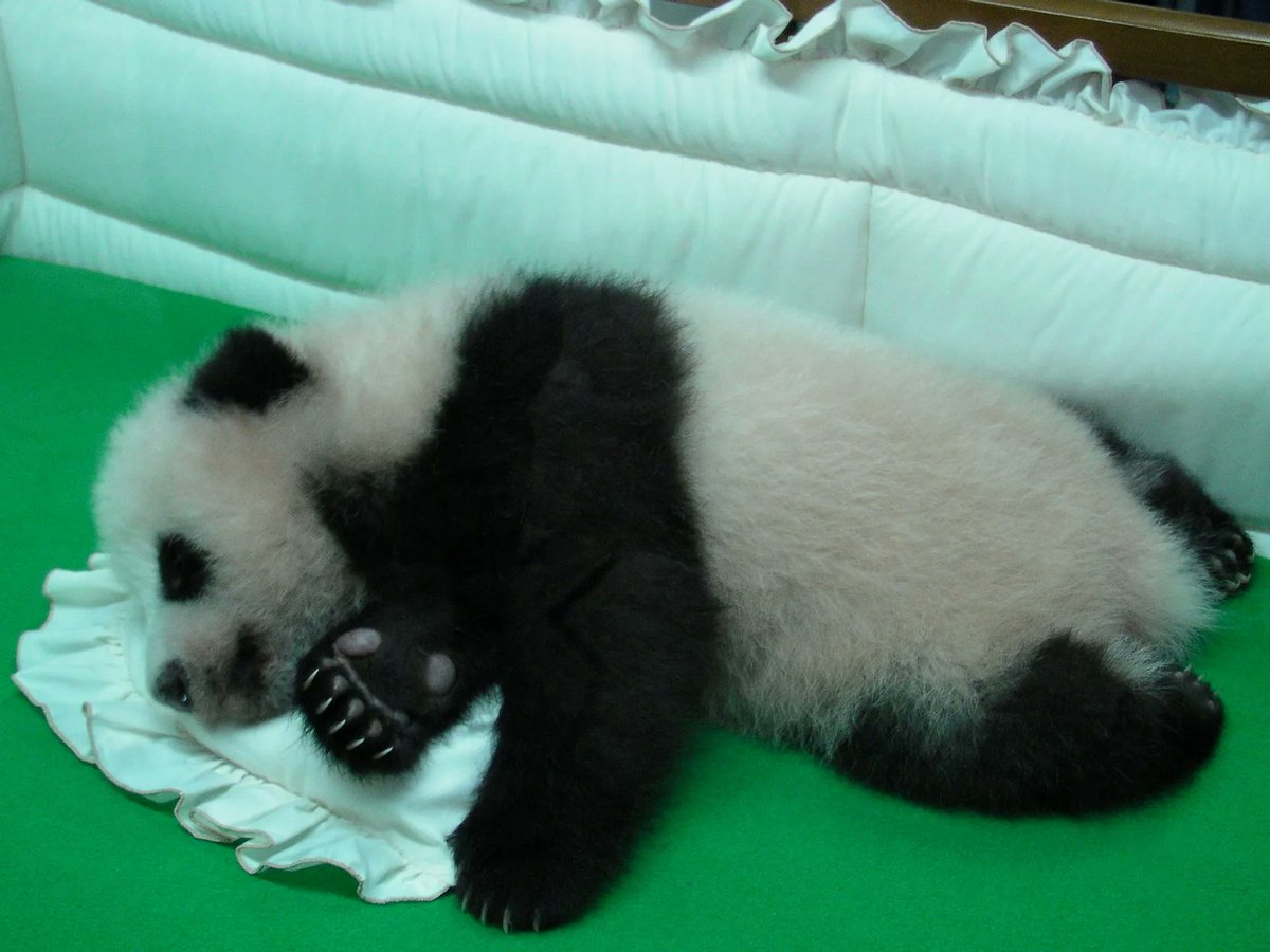 LinBingOnSolana's tweet photo. @Darky1k Send Panda Diplomacy 🐼 https://t.co/3DY81tWNrr