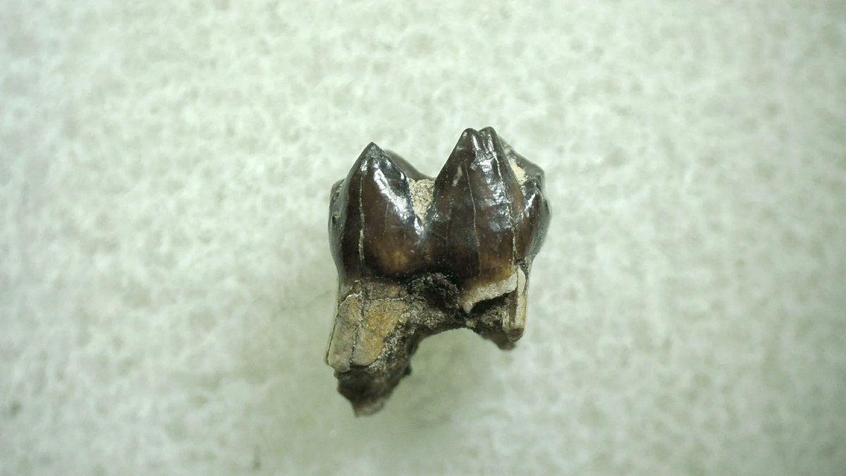 Hyracotherium – Primitive Horse Tooth 15
$35.00
Click on the link below to order today!
Hyracotherium – Primitive Horse Tooth 15 | Fossils for Sale (prehistoricfossils.com)
#fossils #horse #horsetooth #fossilfinds #fossilcollector #fyp #PrehistoricFossils #branson #hyracotherium