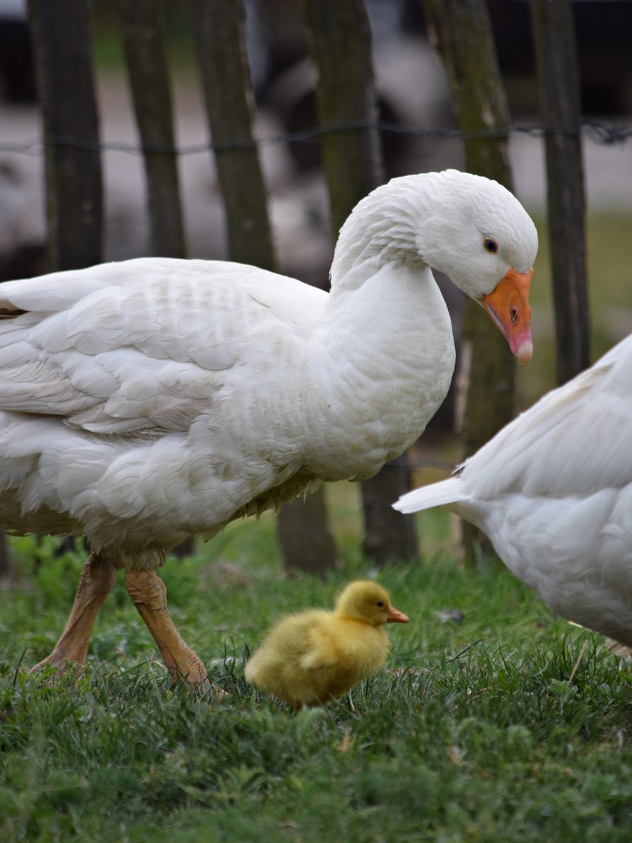 KremmenSpargel's tweet photo. Kremmener Gänse und Enten aus bäuerlicher Aufzucht sind nicht nur in Brandenburg beliebt... https://t.co/9XKiGlx8b7

bald startet auch die Bestellung im onlineshop... ob frisch oder vorgegart... staytuned https://t.co/xNkPhkP6uh