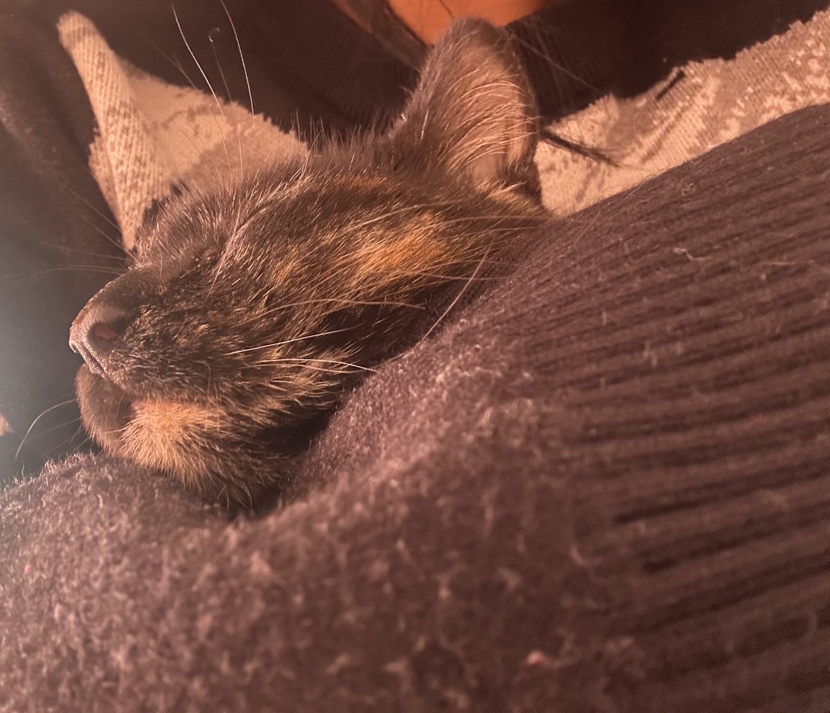 jichacco_'s tweet photo. siempre que tiene sueño, lo primero que hace es pedirme besitos y después quedarse dormida https://t.co/tBqQWDN6pp