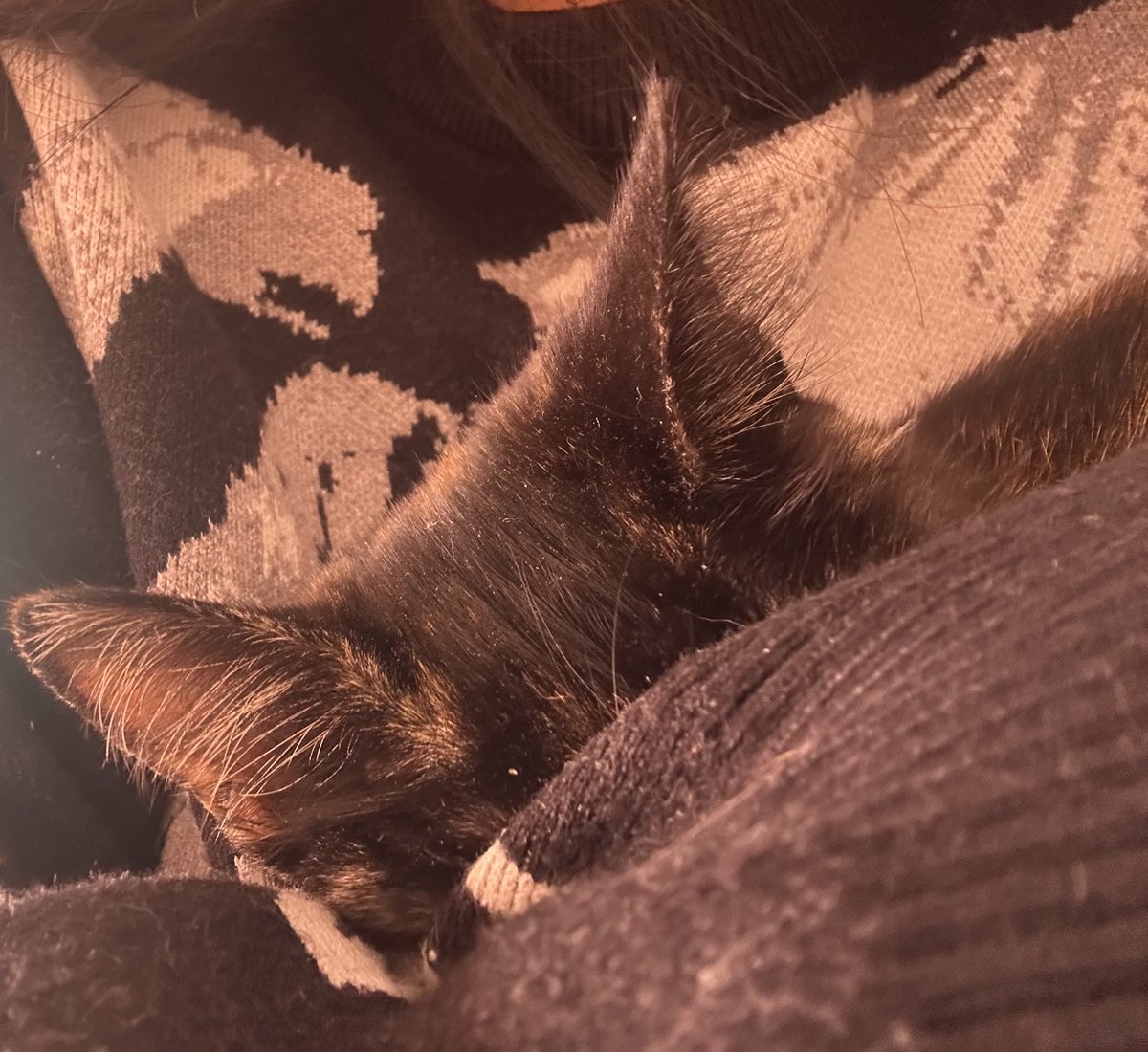 jichacco_'s tweet photo. siempre que tiene sueño, lo primero que hace es pedirme besitos y después quedarse dormida https://t.co/tBqQWDN6pp