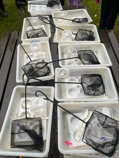 Year 6 having a blast pond dipping on their residential! 🐸✨ So much excitement discovering the hidden wonders of nature—tadpoles, water bugs, and big smiles all around! 🌿 #OutdoorLearning #NatureExplorers #Year6Adventures