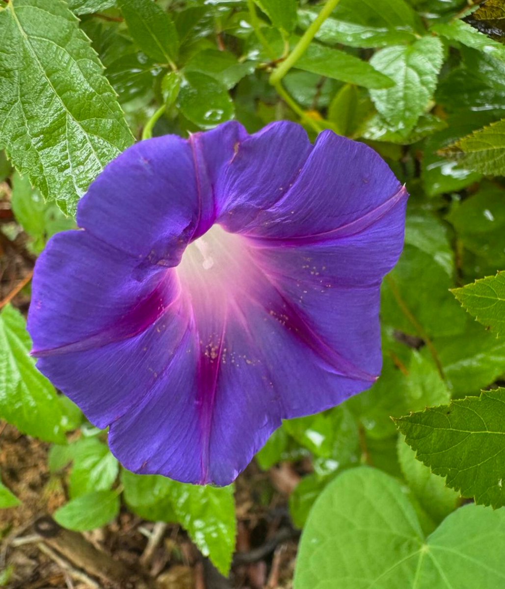 Hey there, Morning Glory!
Happy last Friday in September! Yesterday when I spotted a bit of blue in an azalea bush, I had to take this pic. Isn’t it wonderful when beauty pops up in unexpected places? #fridayflowers #naturelovers #charlotte #beautyphotography #barbararozgonyi