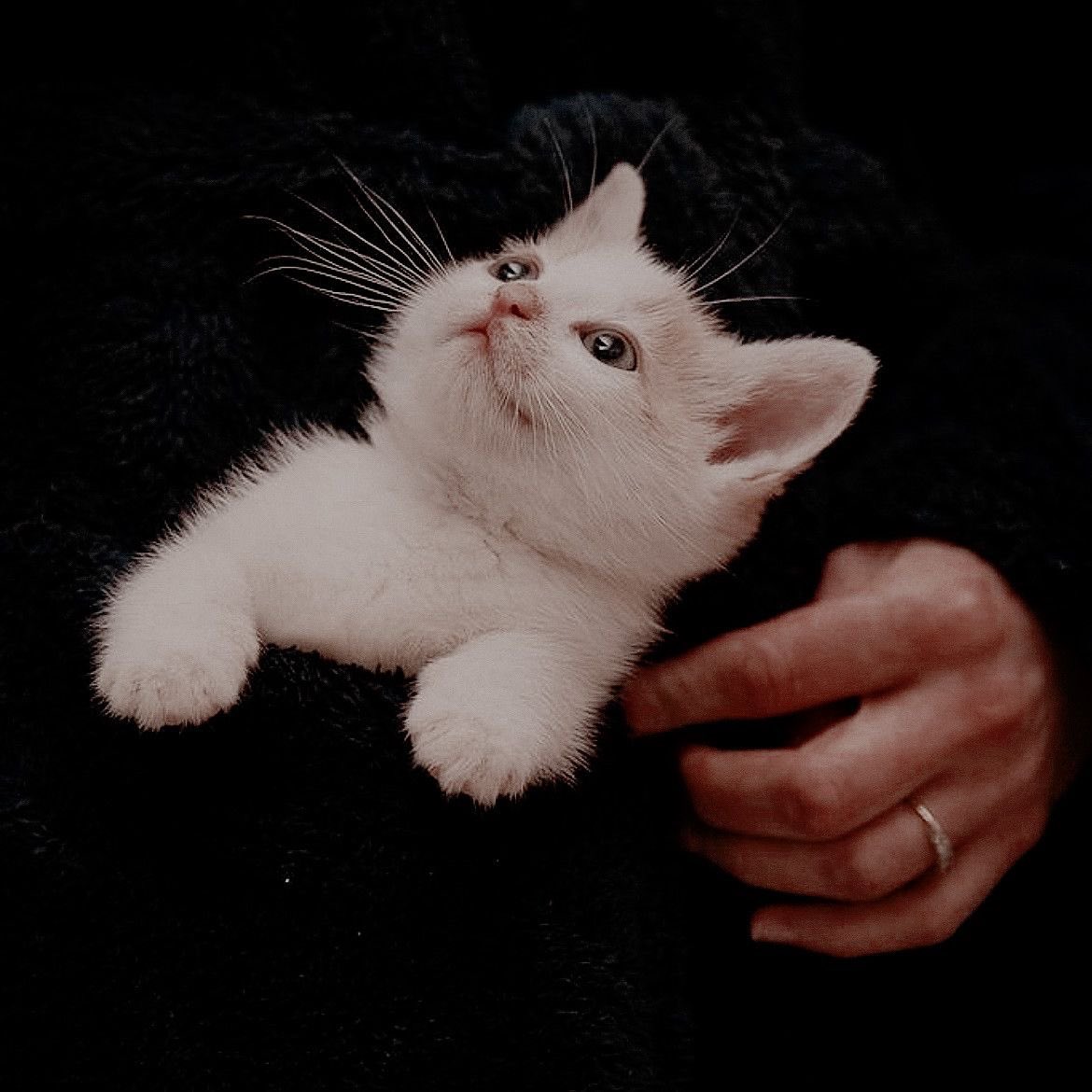 попытки наладить нормальную жизнь привели меня к мысли, что пока с людьми это сложнее, потому я увидел эту крошку в переулке и забрал к себе.
знакомьтесь, это альфи.