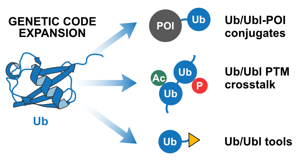 Kathrin Lang (@klanglab) on Twitter photo Happy that this is finally online!
Genetic code expansion approaches to decipher the ubiquitin code <a href="/ACSChemRev/">Chemical Reviews</a>
Many congratulations to Vera, Max and Marco!
<a href="/VeraWanka/">Vera Wanka</a> <a href="/MaxFottner/">Max Fottner</a> <a href="/MarkoCigler/">Marko Cigler</a> ๐ฅ๐๐ฅณ
pubs.acs.org/doi/10.1021/acโฆ Happy that this is finally online!
Genetic code expansion approaches to decipher the ubiquitin code <a href="/ACSChemRev/">Chemical Reviews</a>
Many congratulations to Vera, Max and Marco!
<a href="/VeraWanka/">Vera Wanka</a> <a href="/MaxFottner/">Max Fottner</a> <a href="/MarkoCigler/">Marko Cigler</a> ๐ฅ๐๐ฅณ
pubs.acs.org/doi/10.1021/acโฆ