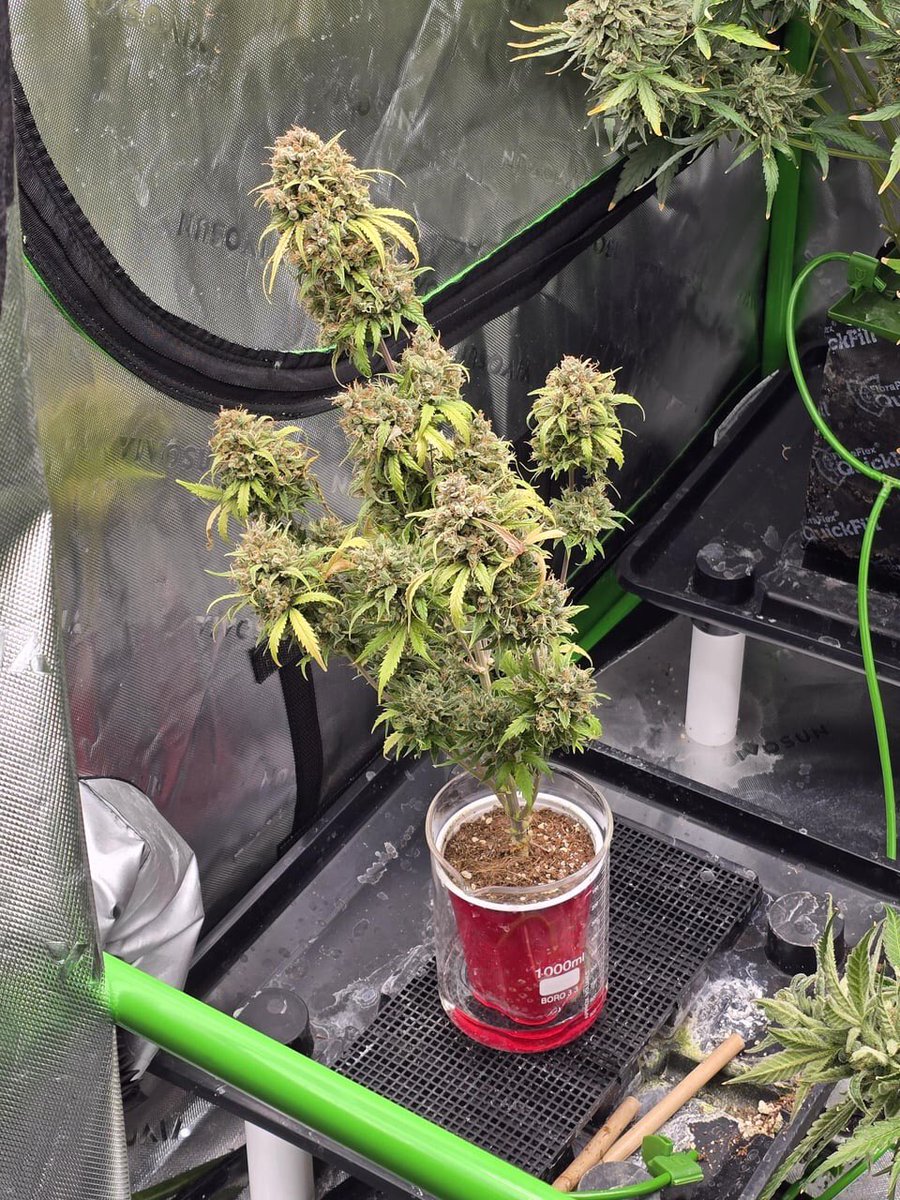 Bud Box puff tweet media