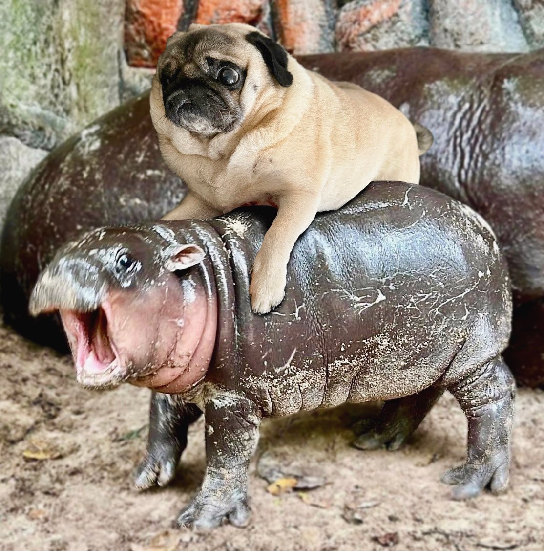 TheBatmanPug's tweet photo. When you rolling into the weekend with your bestie 🕺 #MooDeng #puglife https://t.co/RHD3l2E4Qf