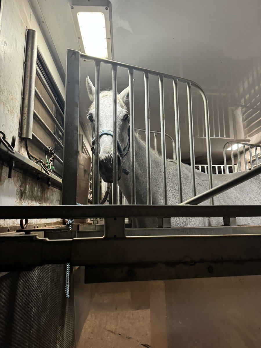 chadigsuu's tweet photo. #船橋競馬 第7回 終了いたしました✨
誘導馬達も、馬運車に乗ってお家へ帰ります🐴🏠

1枚目奥から #タカラスノーウェーブ #リッカルド #ミューチャリー
※2枚目はひと足お先に帰厩した #チャラオ 。25日(水)の写真です。

皆さまもお気をつけてお帰りください。
また第8回開催でお会いしましょう👋 https://t.co/X5dPp8GDUP