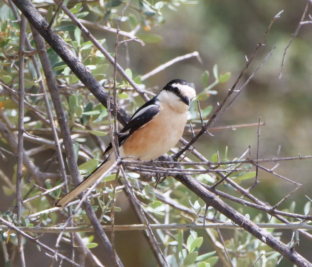 FosterCooper29's tweet photo. A visit to Lesvos in May. Spur-winged  Lapwing, Squacco Heron, Kruper's Nuthatch and Masked Shrike. https://t.co/bHU5u7Z1Qo