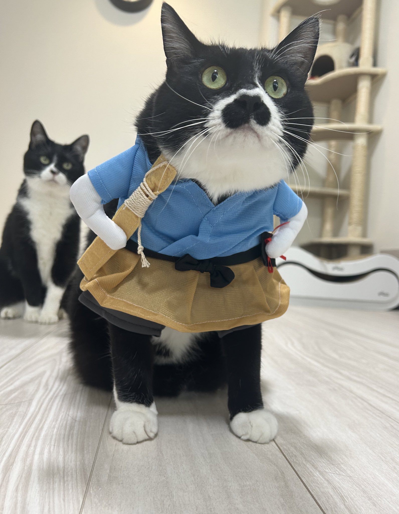 ねこ侍 猫侍 コレクターズセット（期間限定発売） | HMV&BOOKS online