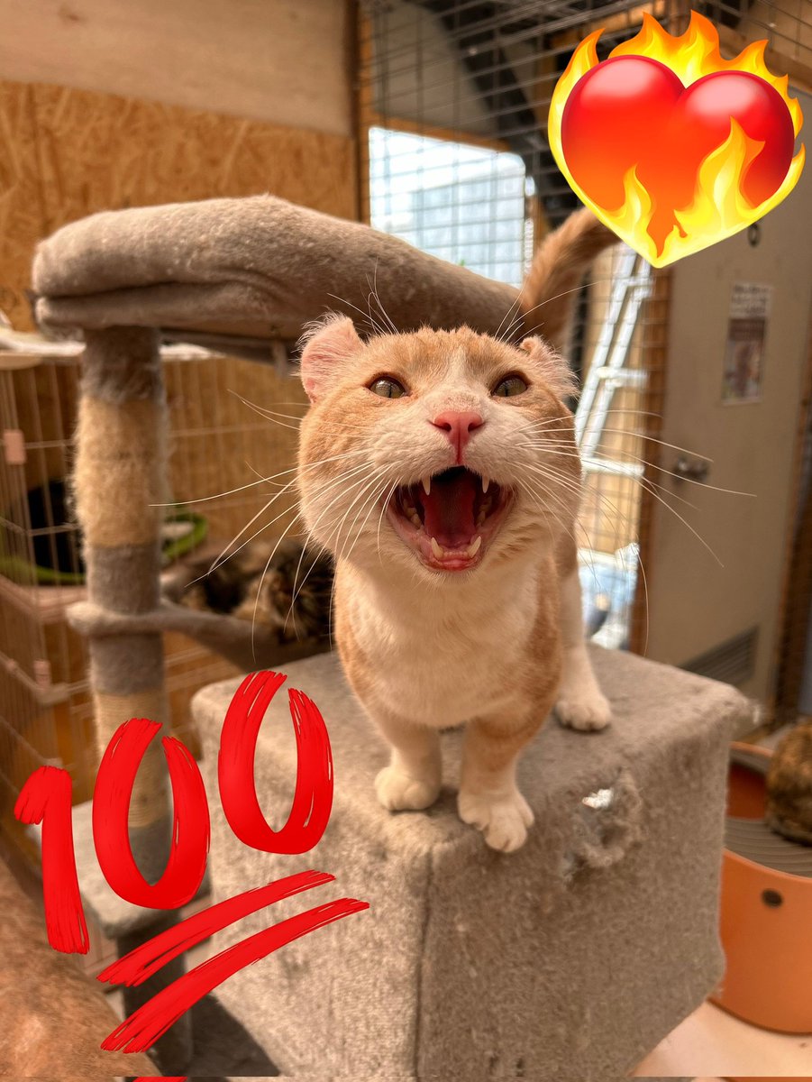smaile_to's tweet photo. こんばんにゃす🐱
キンカローのキンちゃん
男の子 6歳くらい
足は短いけど、体は長い！
ずっとのお家探し中！
 #茨城県  #水戸市  #里親募集中  #茨城県里親募集中 
🐈猫達の里親様募集中　HPご覧ください
🐈‍⬛いいね、フォロー、シェア嬉しいです
😸ボランティア募集
😽インスタ、TikTok YouTube https://t.co/Xmt9rlyfNa