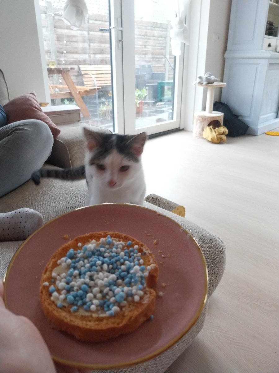 writtenpaint's tweet photo. Beschuit met muisjes voor de kitten https://t.co/4NMDwjaVE1