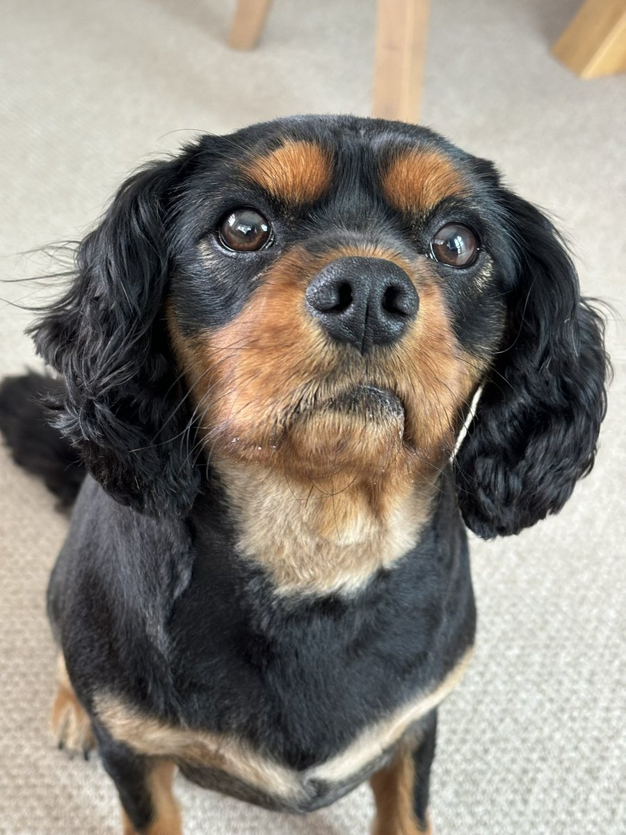 harveybones's tweet photo. #BaconFace 🥓🤣 https://t.co/qNnIVnpPik