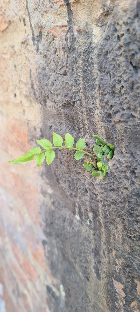 OmarConverti's tweet image. La victoria de la vida sobre la nada.