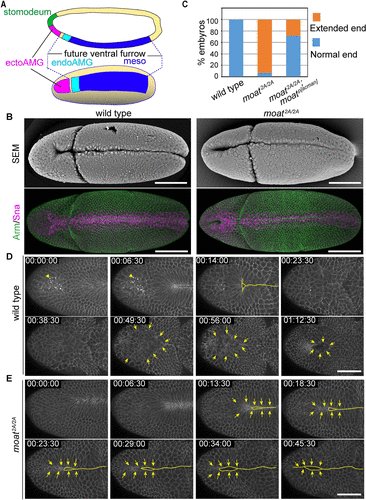 American Society for Cell Biology tweet media