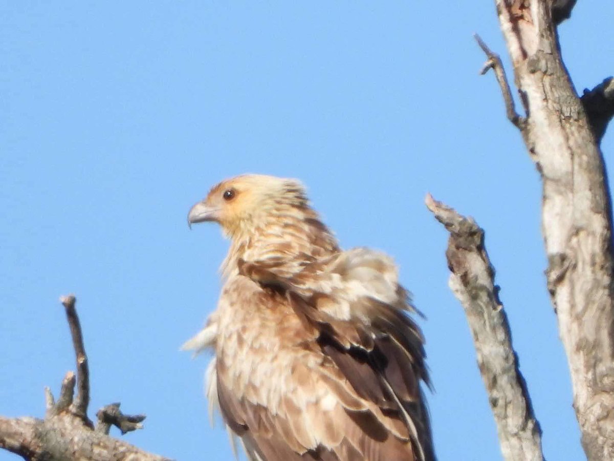 debbiweaver's tweet photo. Whistling kite? https://t.co/gay4ffrDpJ