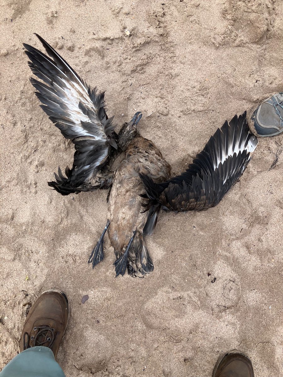 KevinIngleby1's tweet photo. Dead Bonxie on Thorntonloch beach yesterday. @birdinglothian https://t.co/VaJEPEBELK