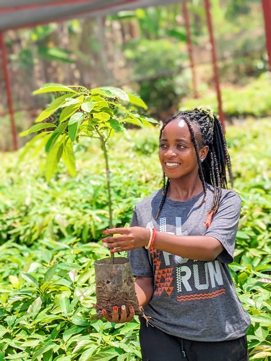 ShimoYvette's tweet photo. Avocados are a high-value crop! Start strong with quality seedlings to reap the benefits. 

Choose #GreenGoalSeedlings for a successful farming journey! https://t.co/JvtlVXQmib