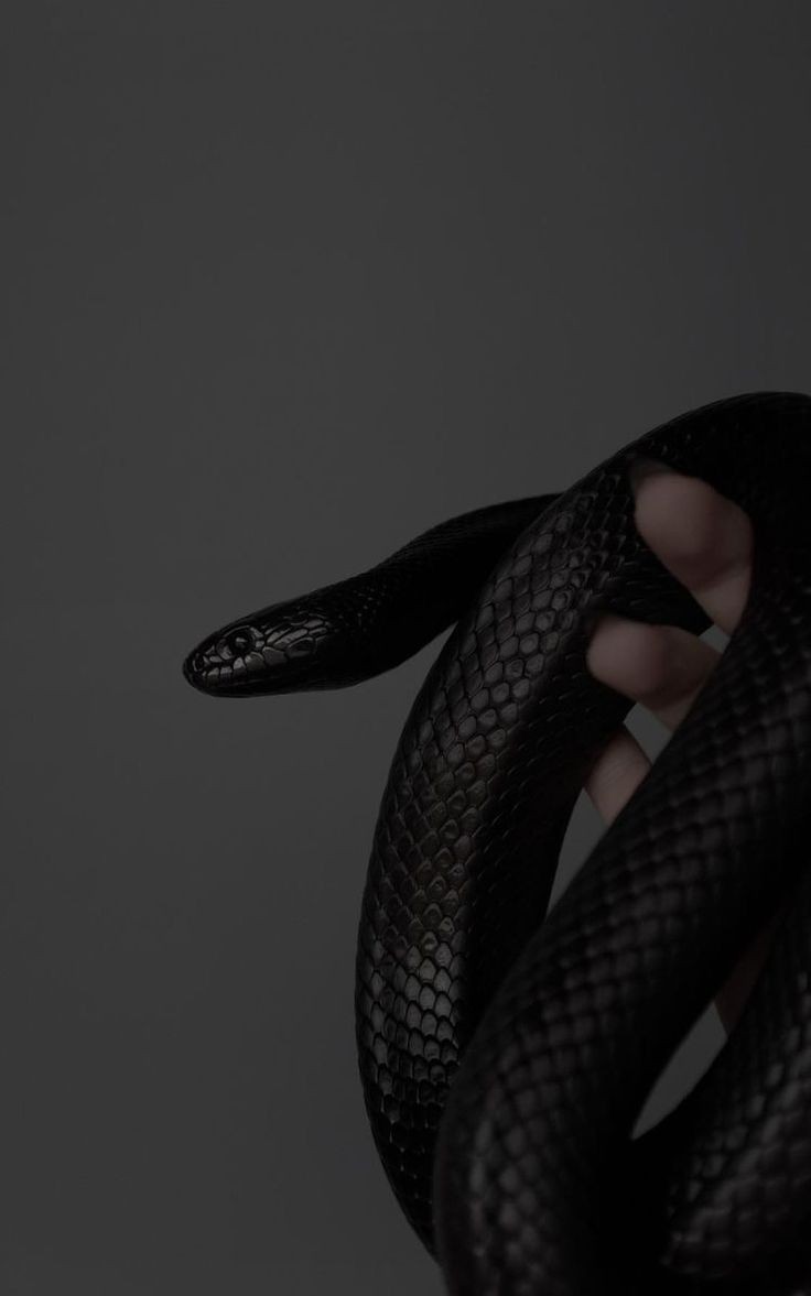 100wishesG's tweet photo. [fiction]  #ฟิคเจษไบเบิ้ล #JesBible
   🌑 Serpent Noir 
   🐍 ๐๐ อารัมภบท
   ⚠️ caution: snakes
   🖤 https://t.co/MiikVZhDA9

[เงาสีดำ ฟองน้ำกระจัดกระจาย ความอุ่นที่ข้อมือ กำลังแรงที่โดนดึงขึ้นไป..]

#serpentJB https://t.co/4hoq15CKnV