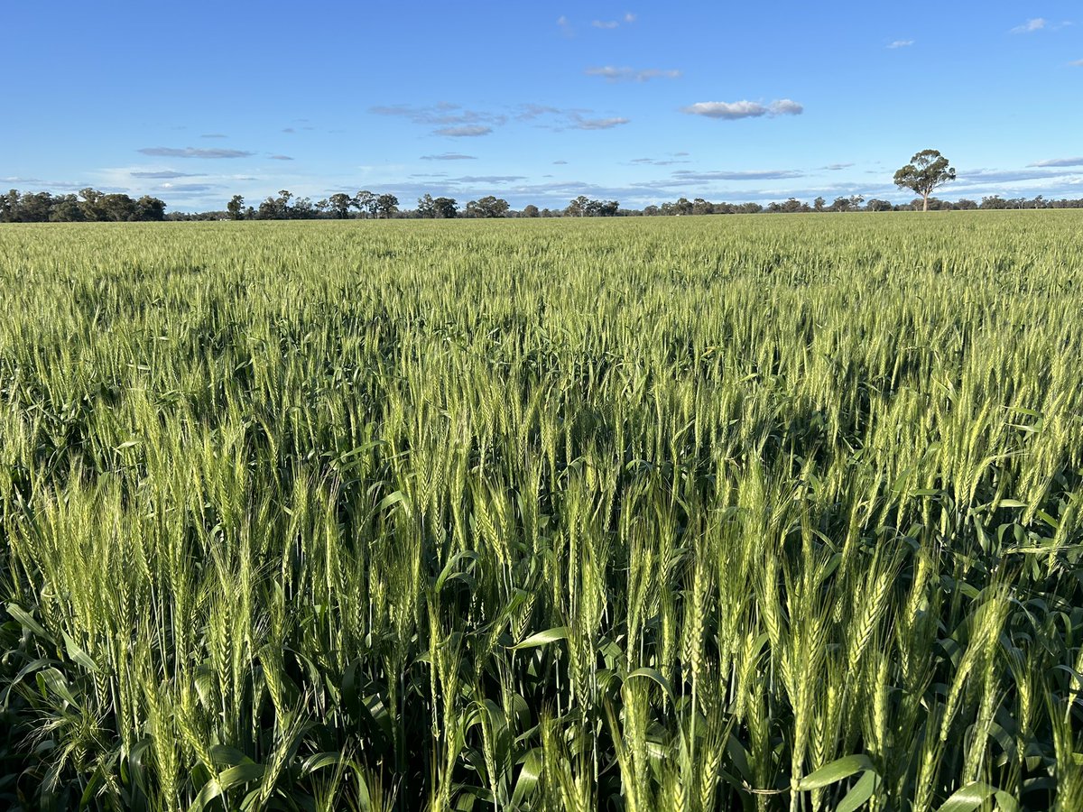 Mark Swift tweet media