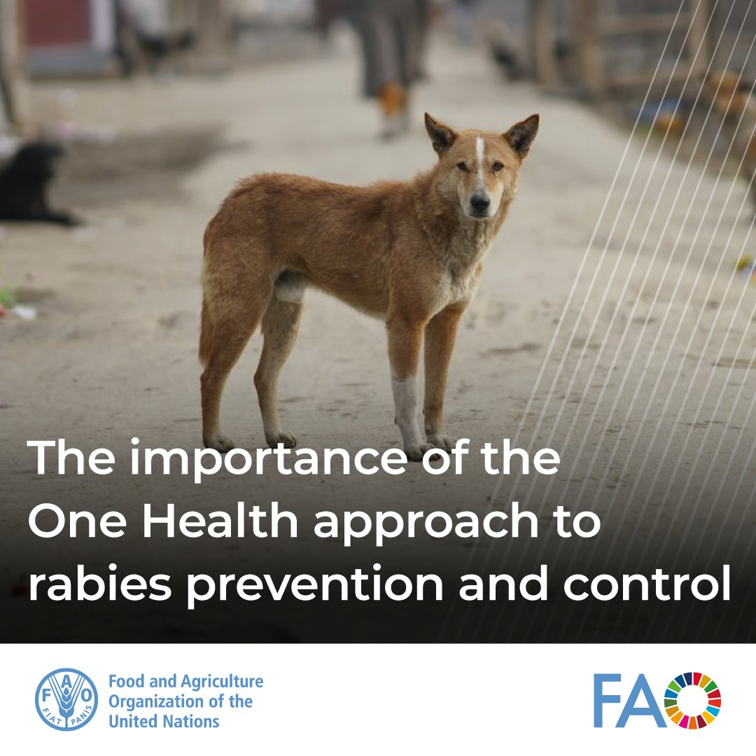Every year, rabies claims 59,000 lives globally, mostly in Asia and Africa. But rabies is 100% preventable!

On #WorldRabiesDay, <a href="/FAO/">Food and Agriculture Organization</a> calls for stronger #OneHealth approaches to eliminate dog-mediated human rabies by 2030.

bit.ly/4e73mev