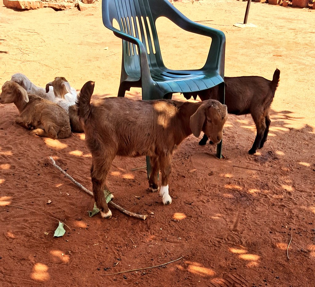 Miz_Ruraltarain's tweet photo. After milkfeeding, they think they must chill here with me and behave like pets🥹😂😂🤣🤣🤣

They don't like the kraal these ones 🤧 unfortunately Kgothi twin died due to cold fronts, so she has no mate or partner in crime.  Kgothi is my first Polled goat😍✨️ https://t.co/z92qLw6tnQ