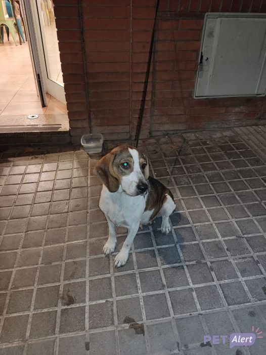 #PetAlertCatalunya #FemXarxa #XarxaBarcelonaTrobats <a href="/pont_roma/">Perduts trobats🐕🐈Catalunya</a>
TROBADA gossa Beagle a VILASSAR DE MAR - BARCELONA
26/09/2024
Sense xip. Es busca la família.
Contacte: app.petalertespana.es/pet/3189869