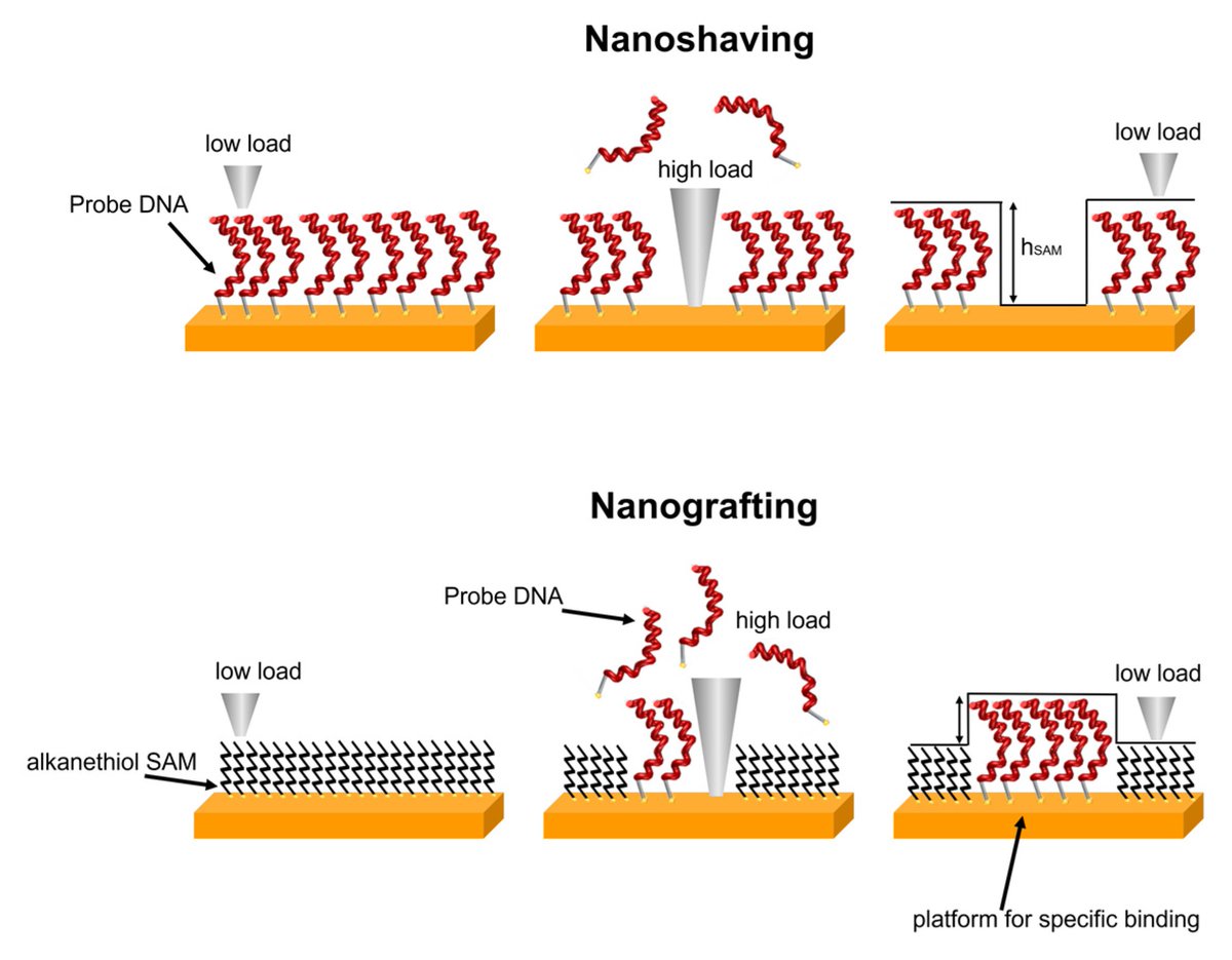 Sensors_MDPI's tweet image. DNA Sensing Platforms: Novel Insights into Molecular Grafting Using Low Perturbative AFM Imaging
mdpi.com/1424-8220/23/9…
@UniGenova 
#quantitativeimaging #Biosensor
