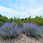 Photo by Hedges Direct (@hedgesdirect)