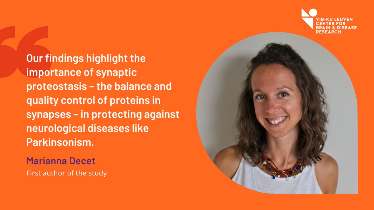 CBD_VIB's tweet image. 📣 New work by the @Verstreken_Lab reveals the effects of a mutation in the SGIP gene, which was present in a family with early-onset Parkinsonism. The lab found the mutation causes major defects in synapses. Find out more 👉 cbd.sites.vib.be/en/news#/news/…