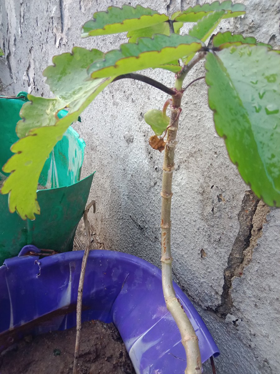 Imisioluwaaaa's tweet image. #TreeForLife #Road2Rights #Globalweek #G17UAC #Act4SDGs #Uniosun