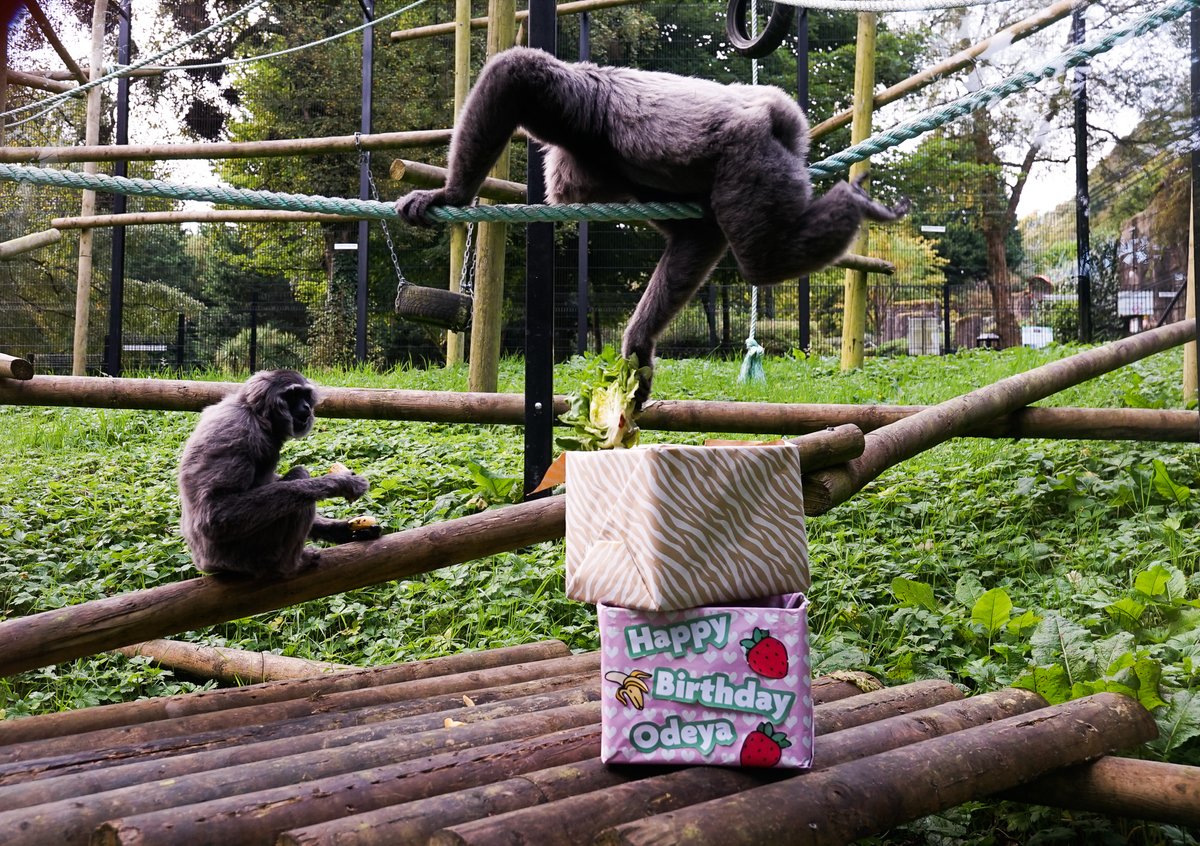 Happy 10th Birthday Odeya!  💚

Odeya received a very special delivery of her favourite food to share with her partner Hilo for her birthday. 🍍🍊🍓🍏

 Come wish Odeya a Happy today! belfastzoo.co.uk