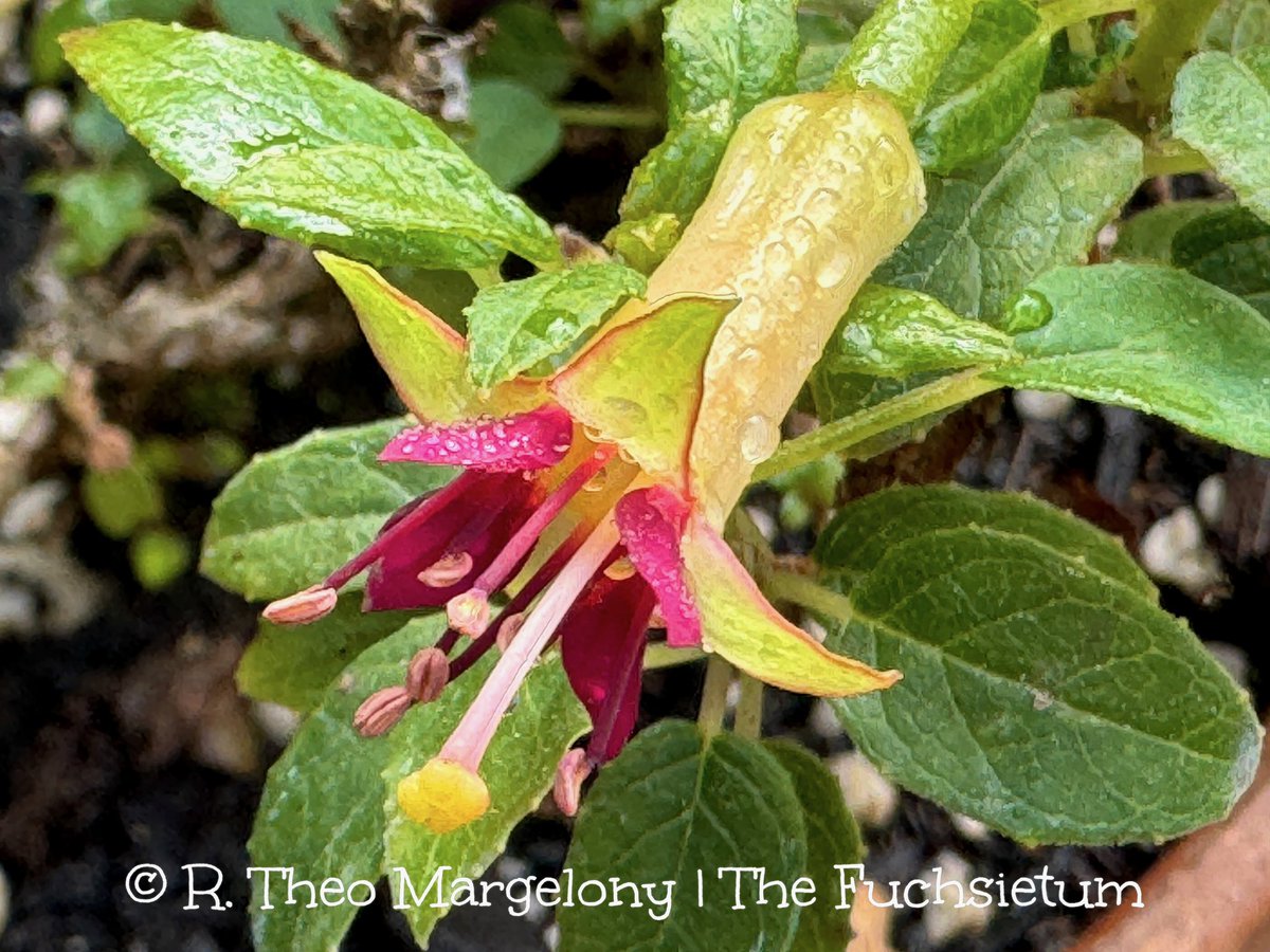 What’s flowering at The Fuchsietum? Fuchsia ‘Tarra Valley’. This unusual little upright combines two species native to New Zealand with one from Central America—F. x colensoi (F. excorticata x F. perscandens) x F. splendens.