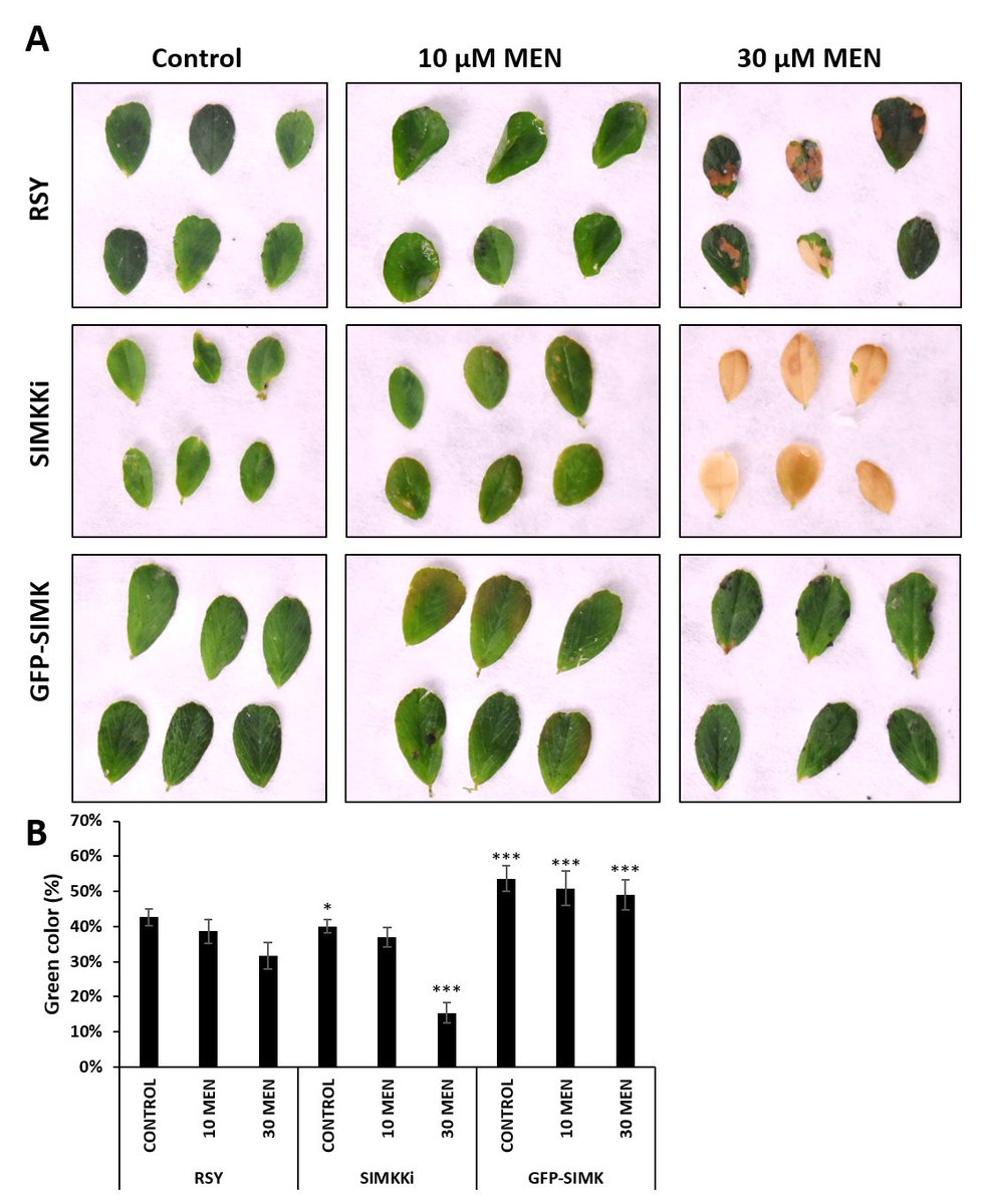 An important paper from our lab on mitogen-activated protein kinase and oxidative stress in alfalfa just published: Overexpression of SIMK in menadione-treated alfalfa enhances antioxida... sciencedirect.com/science/articl… 😀