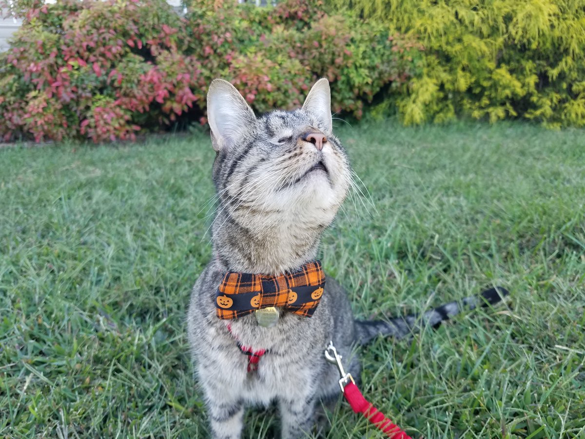 Pebbles Blind Cat tweet media