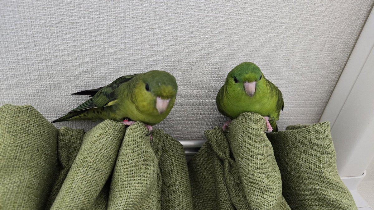 americium178's tweet photo. 飼い主を見下ろす位置におる。#サザナミインコ #FlyingBroccoli https://t.co/aHfryMX5j8