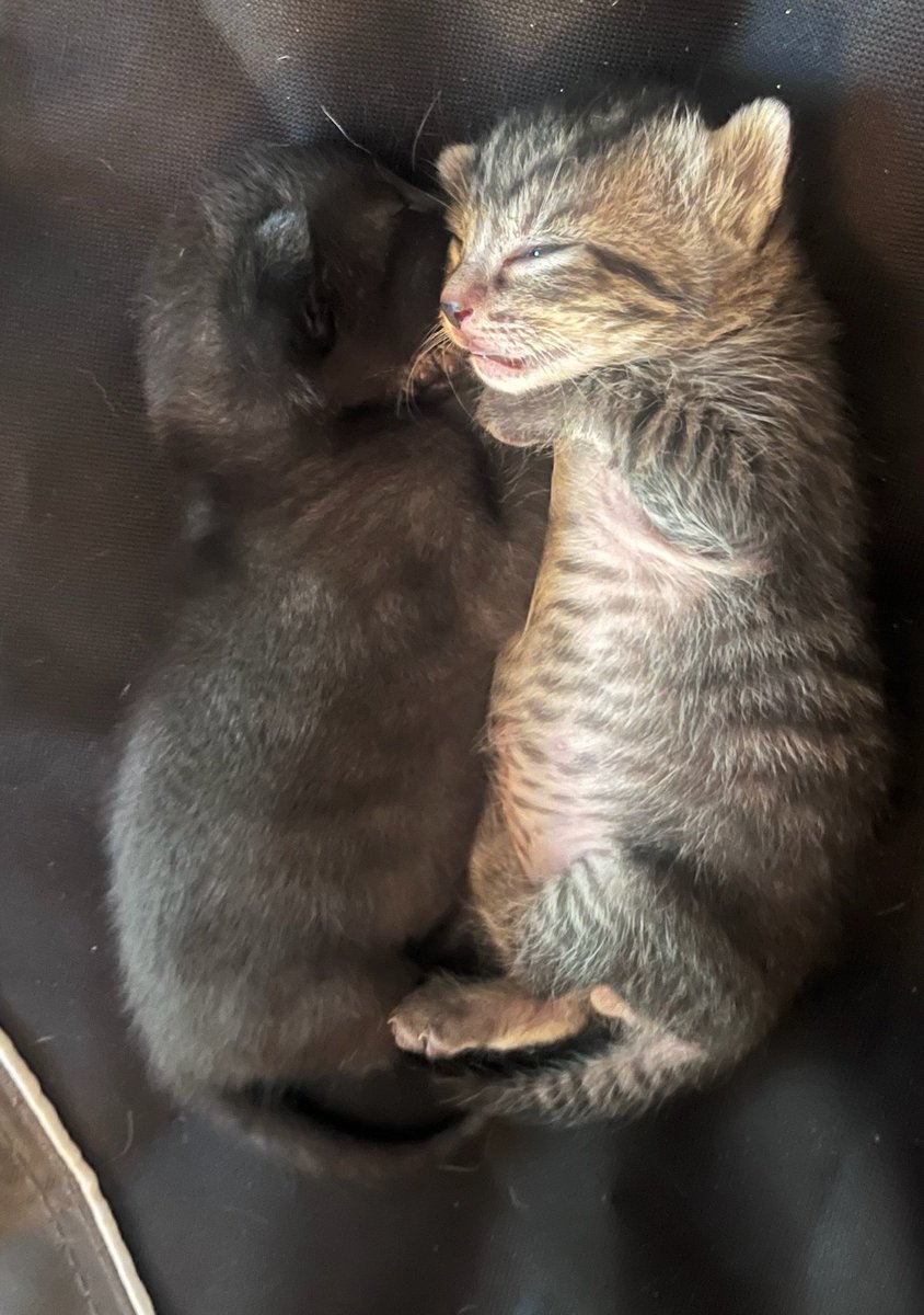 Sable and Stripes Jr kittens!