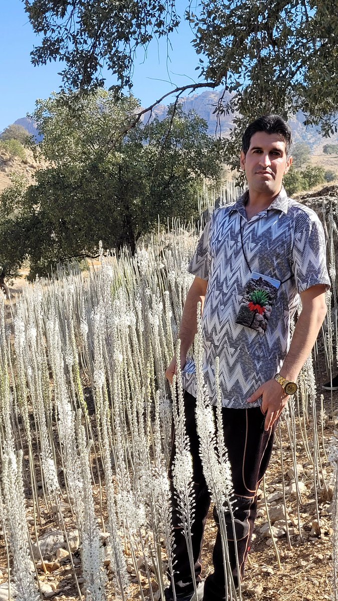 Dr. Sajad Alipour tweet media
